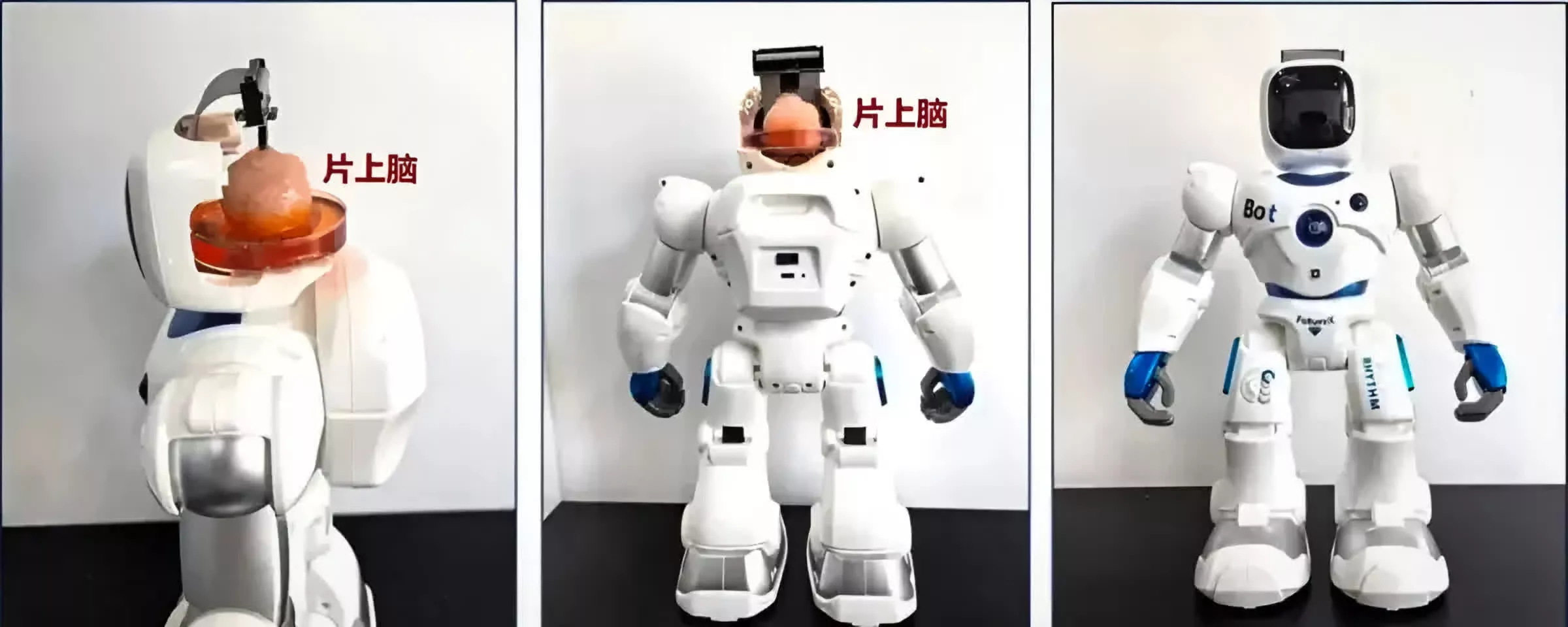 laboratuvarda yetistirilen insan beynine sahip cigir acan robot beyin bilgisayar arayuzunde ilerleme vaat ediyor 0 wGpgw93c